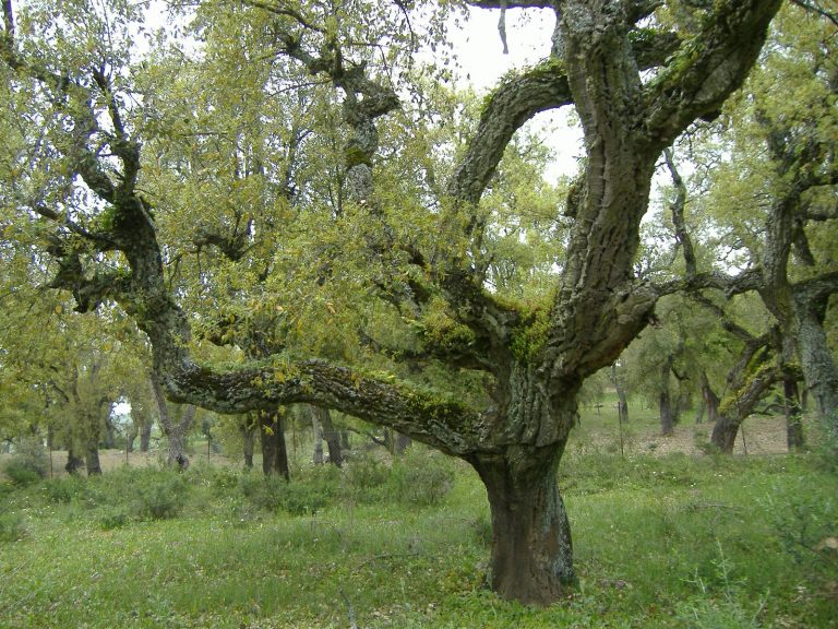 El Tarf-Conservation des forets Un scandale retentissant…  2 milliards de centimes sans aucun impact