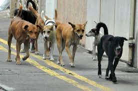 Mila-Commune de Benyahia Abderrahmane:   Des dizaines de chiens errants abattus