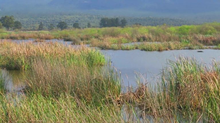 El Tarf / Direction de l’environnement: L’environnement se détériore, inexorablement