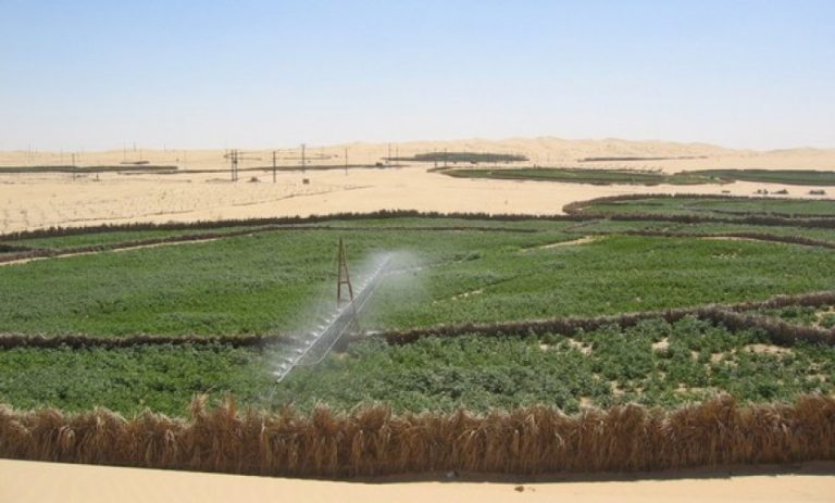 Superficie agricole:  Les terres non exploitées seront-elles récupérées par l’État