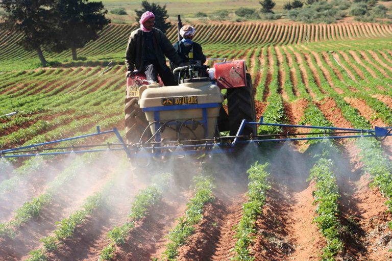 Guelma:Une pluie accueillie avec joie par les agriculteurs