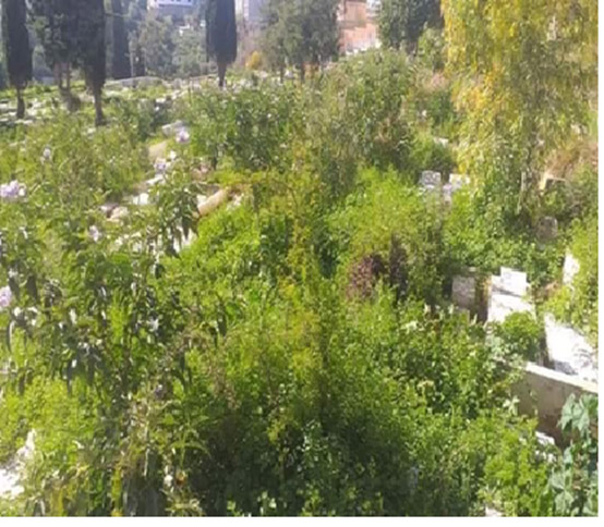 Le plus ancien cimetière d’Annaba méconnaissable