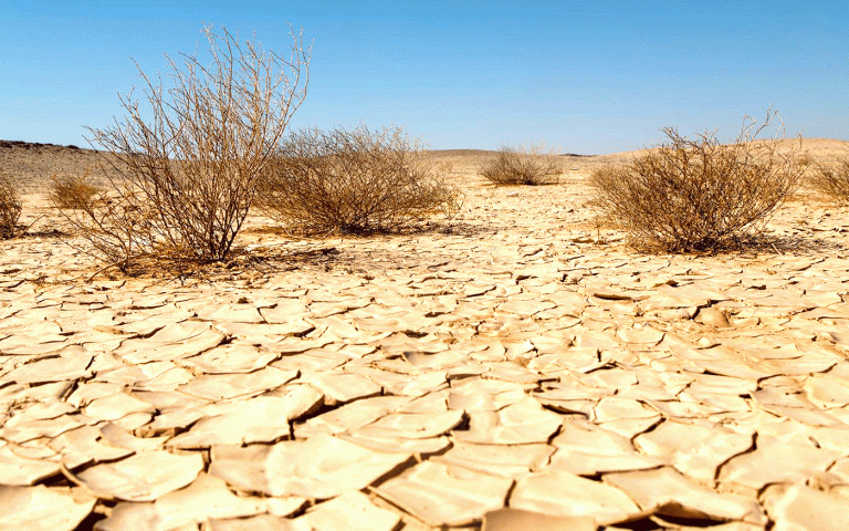 Guelma:  Journée mondiale de lutte contre la désertification et la sécheresse