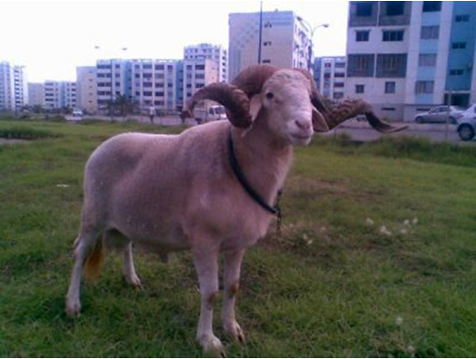 Flambant au début se refroidissant à la fin