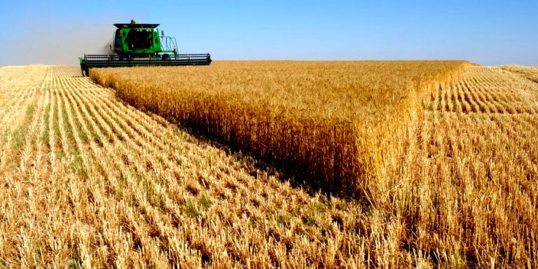 Campagne moisson-battage à Mila : La céréaliculture fortement impactée par la sécheresse