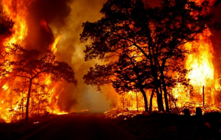 Feux de forêts à Mila : Près de 40 hectares de pin d’Alep et de maquis sinistrés