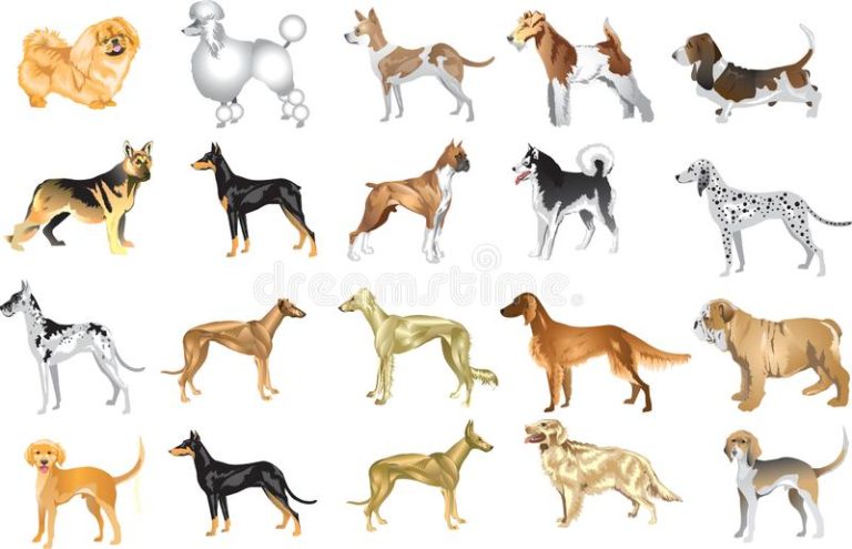 Mila:  L’élevage de certaines espèces canines interdit