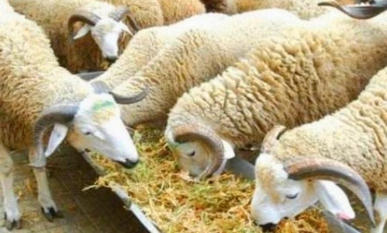 Mila-Gendarmerie nationale:  Des voleurs de moutons neutralisés à Oued Seguen