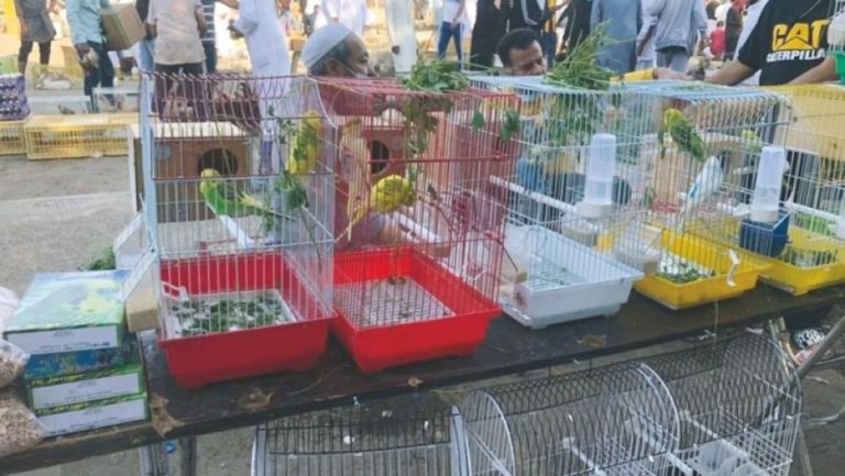 Annaba:  Le centre-ville de la coquette se transforme en un marché illicite d’oiseaux 