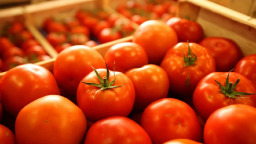 tomates en dificulte