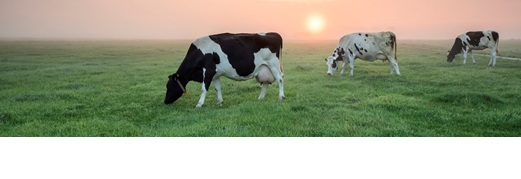 Préservation du cheptel bovin et ovin : Vers l’interdiction d’abattre les vaches et brebis