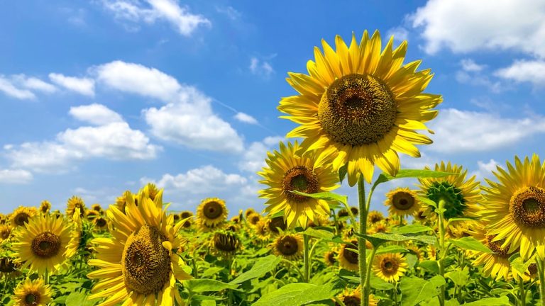 Tournesol en Algérie :Des techniques de culture