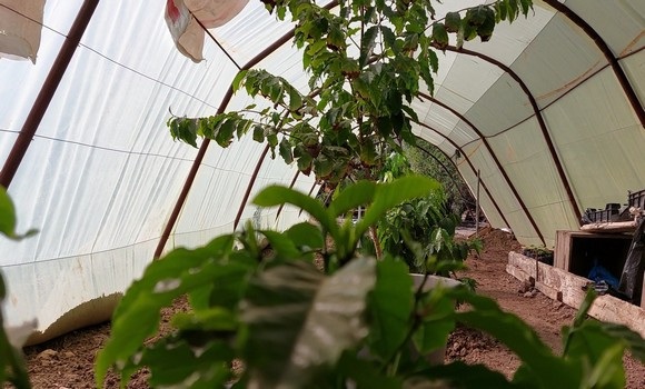 Chlef-Culture du café à Bouzeghaia  Réussite de la première expérience