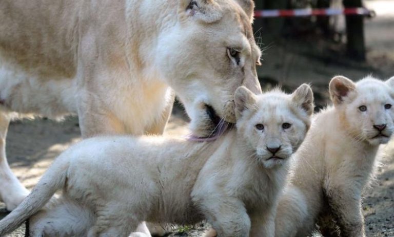 Zoo Brabtia d’El Kala: Naissance de deux lionceaux blancs