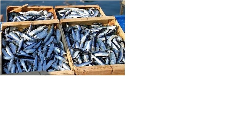 Exportation des produits de la pêche vers les pays africains: Plus de 35 millions de dollars attendus en 2023