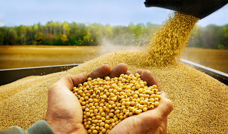 Diversification des sources:L&rsquo;ONAB lance un appel d&rsquo;offres international pour l&rsquo;achat de maïs et de farine de soja,