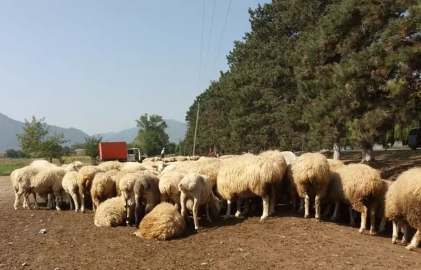 Mila-Gendarmerie nationale 106 moutons volés récupérés