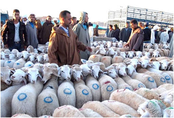 Dréan-Marché aux bestiaux d‘Ain Alem:Les citoyens réclament son transfert vers un autre lieu