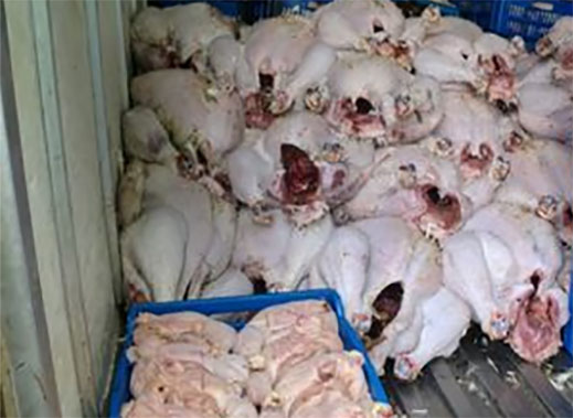 Mila-Gendarmerie nationale: Saisie de plus de 70kg de viande blanche impropre