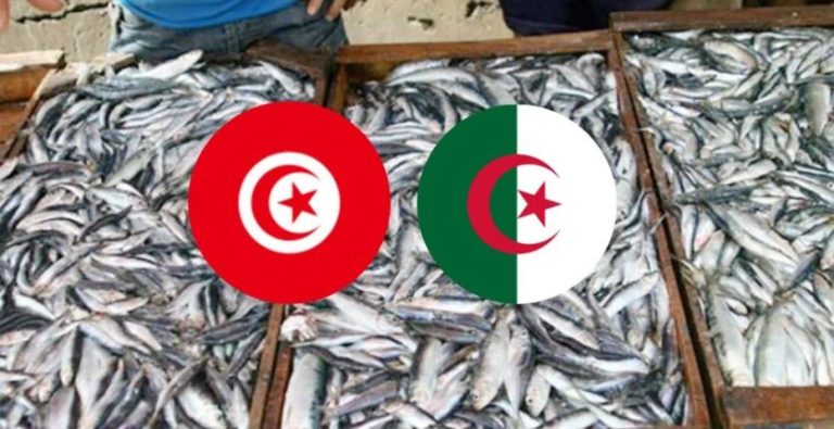 Pêche des Productions halieutiques : L’Algérie importe de la sardine de Tunisie