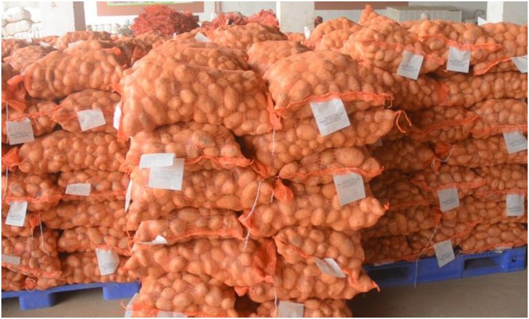 Agriculture :Lancement du déstockage de 15000 tonnes de pomme de terre