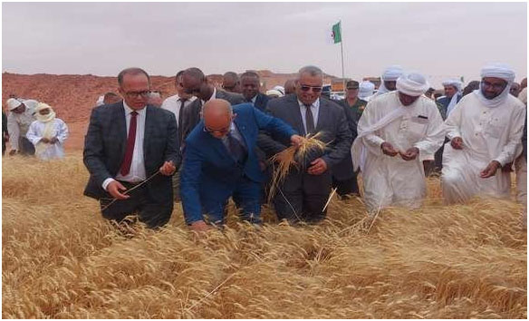 Adrar  :Une production de plus d’un million de quintaux de céréales attendue cette saison