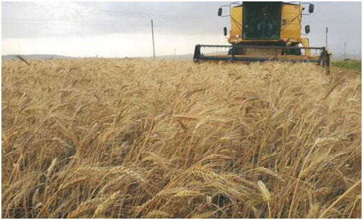 Tébessa :Des crédits bonifiés à plus de 1.800 céréaliculteurs