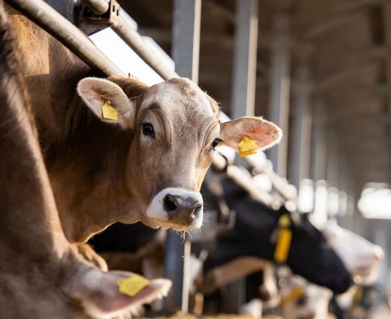 Export de bovins  :Les éleveurs français guettent la réouverture du marché algérien