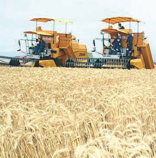 Annaba/agriculture  :10 points de collecte des céréales pour la campagne moisson-battage