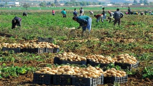 Mostaganem :Des facilités accordées aux producteurs de pomme de terre pour  préparer la campagne d&rsquo;arrière saison