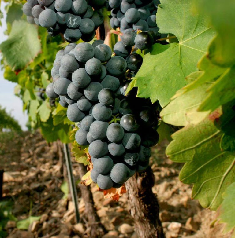 Boumerdes: Hausse de 900 ha du vignoble local en une année