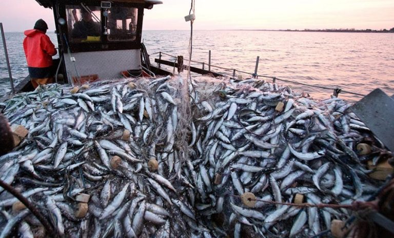 Mostaganem :Un débarquement record de poissons enregistré au niveau du Port