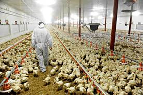 El Tarf- Raml Essouk:Les odeurs pestilentielles d’un poulailler industriel soulèvent l’indignation de la population