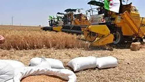 Ouled Djellal: 3.700 hectares dédiés à la céréaliculture