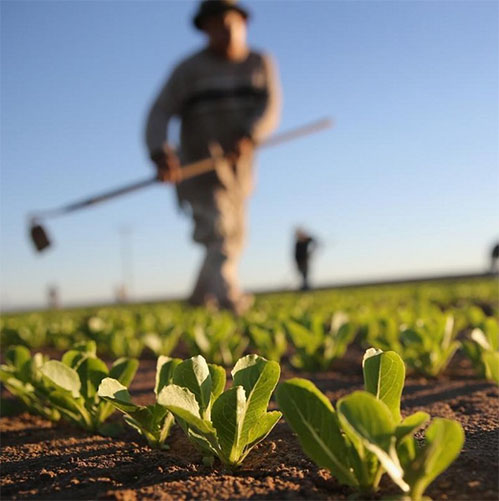 Skikda :Une Formation pour les P/APC axée sur l’investissement agricole, dans un contexte de polémique sur la protection des terres agricoles