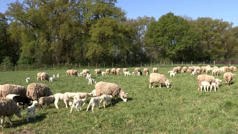 Elevage:Les rencontres avec les éleveurs, une opportunité pour l&rsquo;organisation de l&rsquo;élevage et de la production de viande rouge