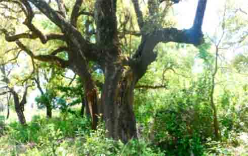 Guelma/ Journées internationales des forets et de l’eau Protéger les forêts et préserver l’eau