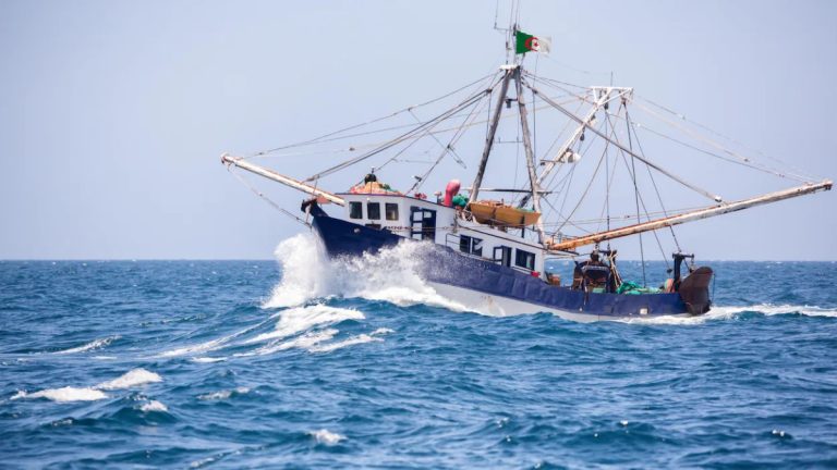 La sardine hors de prix sur les étals:Est-ce un symbole de dérive ?