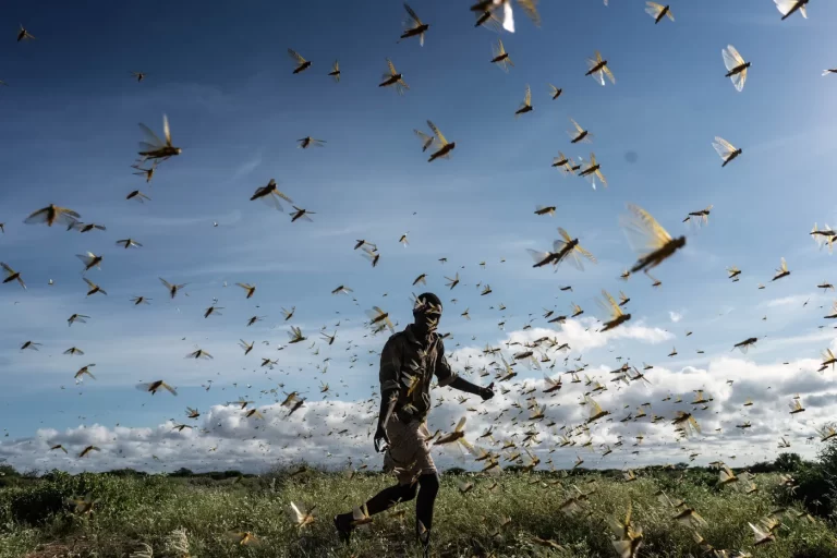 Nuages sur le Sahara:La FAO redoute un réveil du criquet pèlerin… l’Algérie en ligne de mire